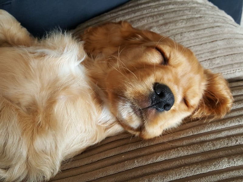 The Cocker Spaniel makes a loving family pet but they are particularly prone to separation anxiety if all the members of their family leave the home at the same time.