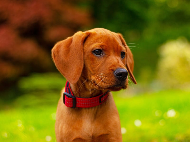 The Vizsla, a breed originally from Hungary, are known as the ultimate in 'velcro dogs' as they stick so closely to their owner's side. They hate being left alone for even a short while.