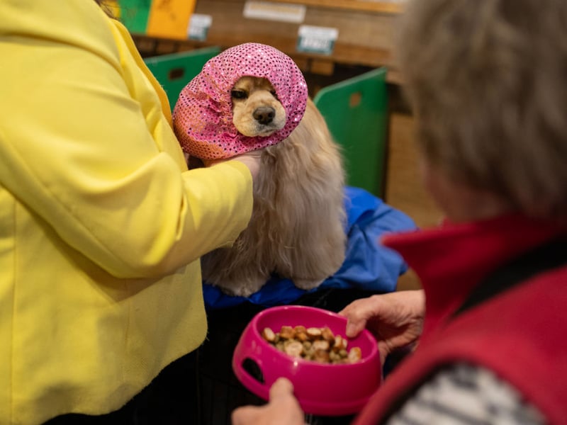 A snood is placed on an American Cocker Spaniel to keep its ears clean while it eats.