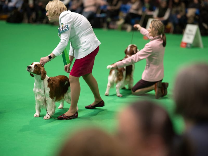 Welsh Springer Spaniels being judged in the Crufts main arena.