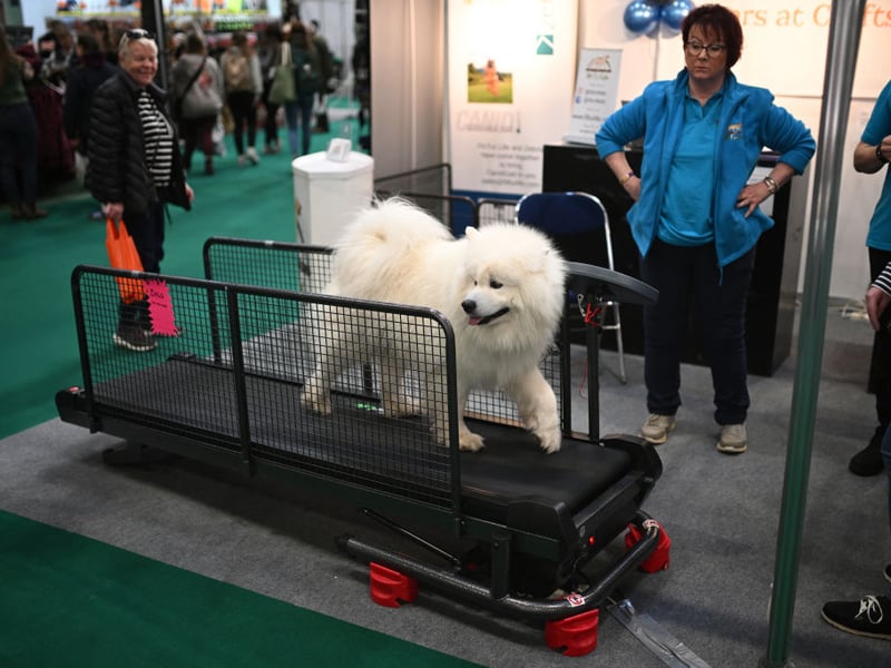 A dog uses a treadmill on the third day of Crufts.