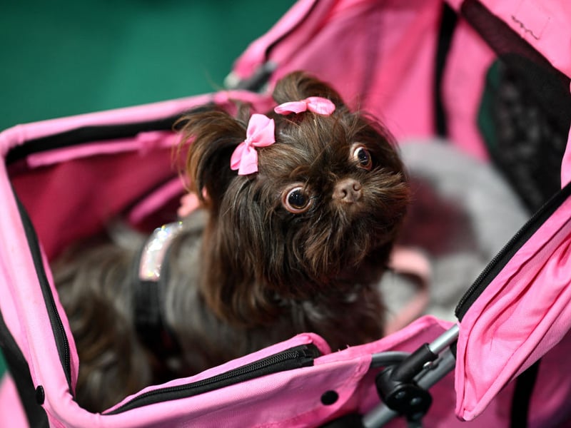 An Imperial Shih Tzu sits in a dog buggy at Crufts.