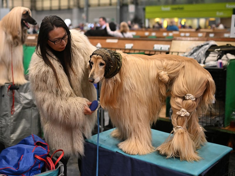 An Afghan Hound is prepared ahead of judging on the first day of the Crufts dog show.