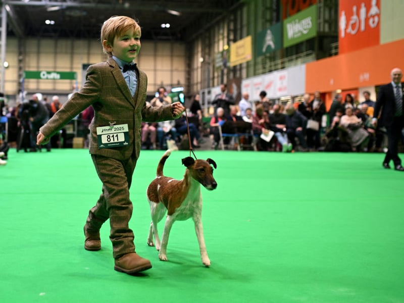 Crufts' youngest dog handler Freddie Osborne aged 6 walks with his Smooth Fox Terrier Penny