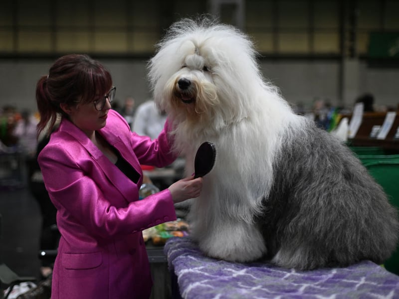 A woman brushes an Old English Sheepdog during the final day of Crufts.