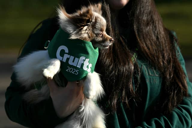 A person carries a Pomeranian dog into the first day of Crufts