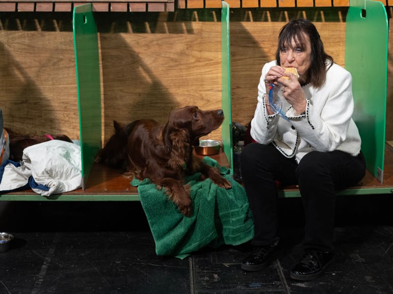 An Irish Setter jealously watches a woman eat her lunch backstage at Crufts.