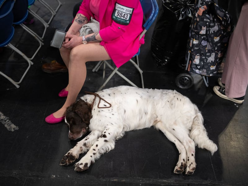 A woman sits with her German Longhaired Pointer dog.