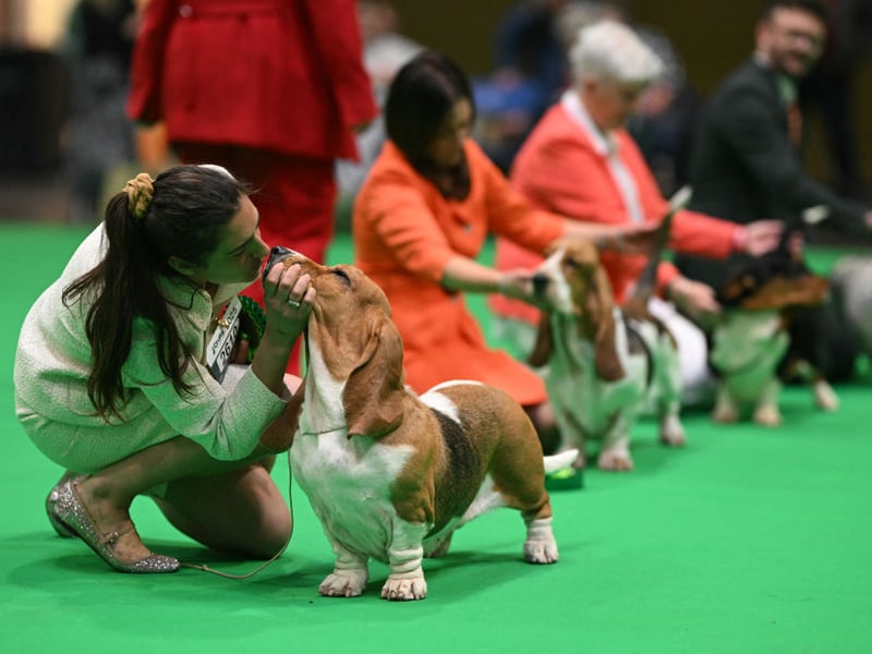The winning Bassett Hound, Miracle Mary Van Grunsven, receives a kiss during the first day of the Crufts dog show.