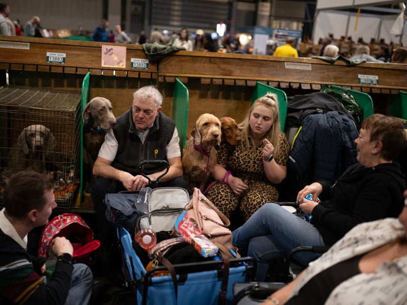 Owners and handlers sit with their Wirehaired Vizslas and Weimaraner dogs on the third day of Crufts.