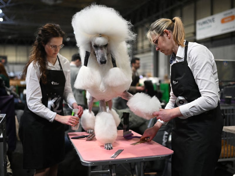 A Standard Poodle is groomed on the second day of Crufts.