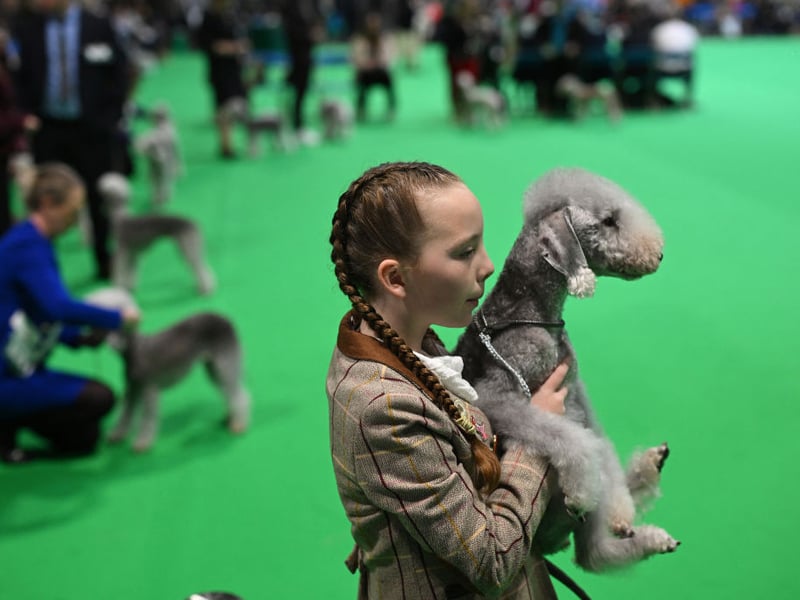 A Bedlington Terrier is taken to be judged on the first day of the Crufts dog show.