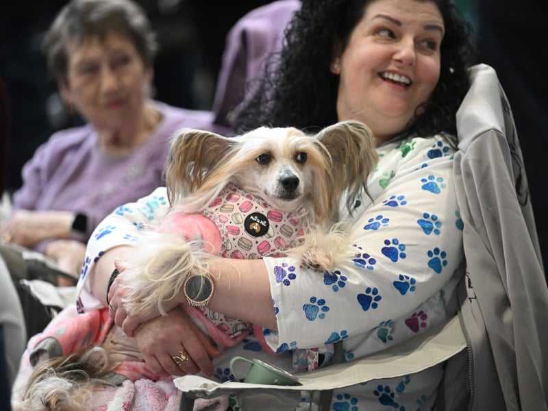 A woman sits with her Papillon dog at Crufts.
