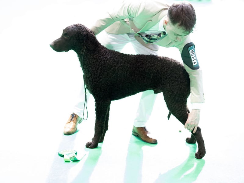 A handler positions his Curly Coated Retriever in readiness for the judging.