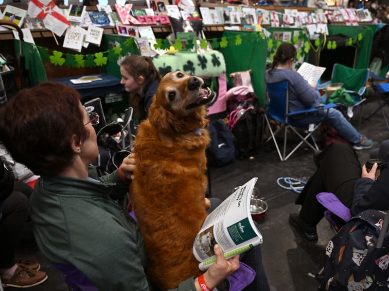 A dog from the Irish display team smiles for the camera.