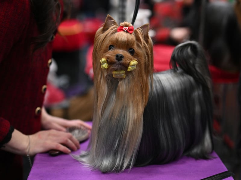 A Yorkshire Terrier is prepared on the second day of the Crufts dog show.