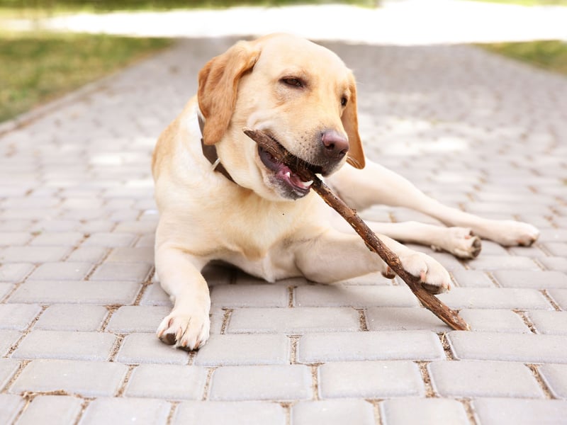 Originally bred to help fishermen recover nets, ropes and fish from the chilly waters of the North Atlantic, the Labrador Retriever still loves to fetch things. As anybody who has ever thrown a ball or stick for a Lab will know, you'll tire of the game long before they do. 