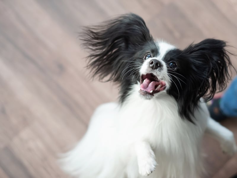 While many see them as traditional lap dogs, few Papillons are happy sitting around all day. They like to be entertained and are full of fun and energy - which can turn into naughty behaviour if left to build up.