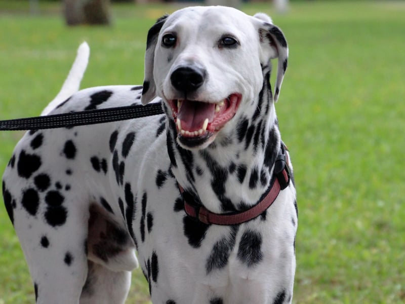 The Dalmation's love for play was used to great effect when they used to perform for delighted circus audiences. Now the spotty dogs are more likely to entertain their human family with their spirited antics.