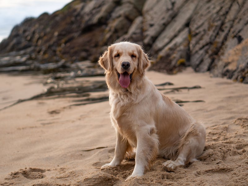 Like the Labrador, the Golden Retriever loves playing fetch for hours - particularly when water is also involved. They like nothing more than splashing around in the sea, river or loch all day.