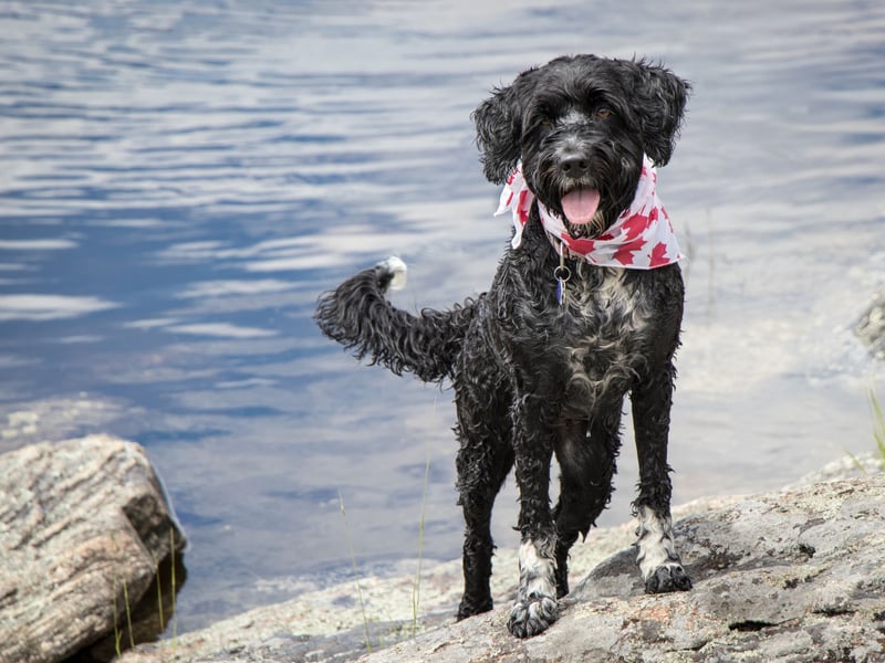 If you are looking for a playing companion for somebody with allergies, the Portuguese Water Dog ticks all the boxes. With a hypoallergenic coat they are unlikely to make you sneeze, but are full of energy and enjoy capering with all ages.
