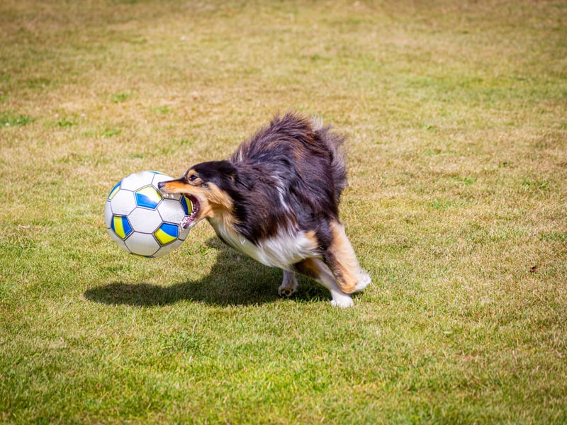 The Shetland Sheepdog, as the name makes clear, is another dog bred to herd livestock. This task is pretty much a big game so, unless you have a flock of sheep in your back garden, their dayjob will be replaced by hours of play.