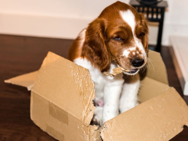 A breed that has seemingly unlimited energy, if you're not playing a game with your English Springer Spaniel they'll make up their own - then play it endlessly.