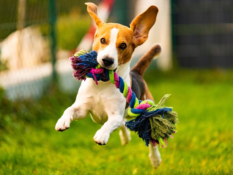The Beagle is a pack animal, but if it doesn't have a big group of other Beagles to run about with it then it will seek out play with whatever human or animal is closest - usually its owner. These dogs particularly love playing games with children, being patient and gentle.