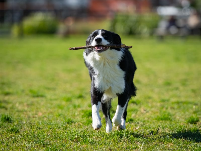 Being the world's most intelligent dog means that the Border Collie's brain is constantly active and looking for something to do. Plenty of play is essential to the wellbeing of this inquisitive breed.