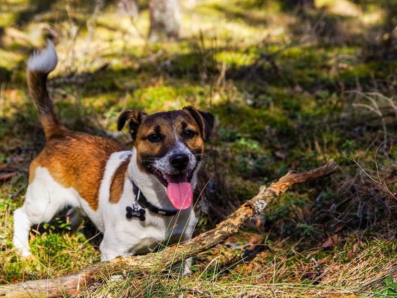 One of the highest-energy dog breeds, the Jack Russell Terrier has never met a game that it doesn't love. Anything that involves jumping, running and swimming will keep them happy.