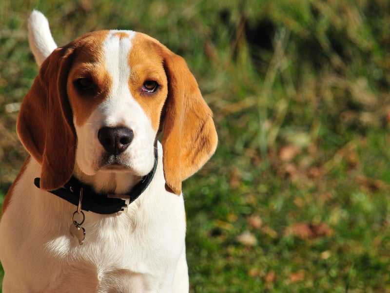 Another dog that has been bred to follow its nose - often in packs - the Beagle could more accurately be called single-minded than stupid.
