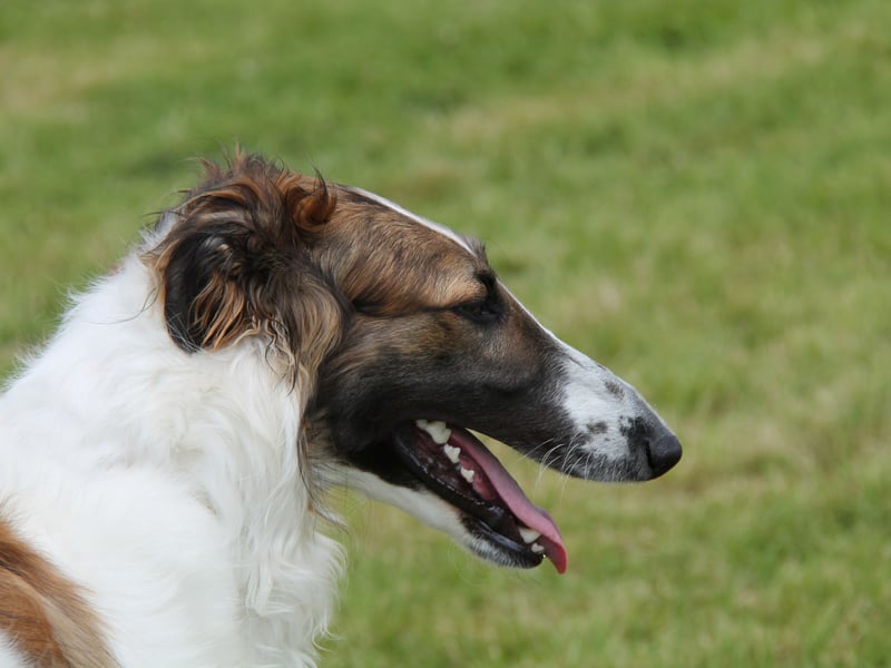 The Borzoi is a dog with a stunning coat, but a reputation of having little in the way of brains. They are also one of the cleanest breeds though, so perhaps spend so long on their own personal hygiene that they don't have much time for puzzles.