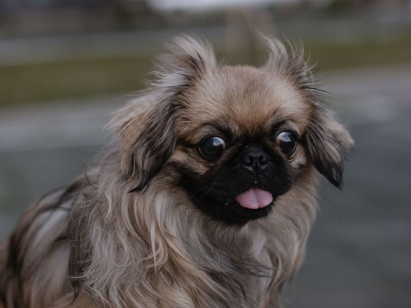 The Pekingese was bred as a lap dog for the Chinese Imperial Court - and has exactly the right amount of brains to carry out that task.
