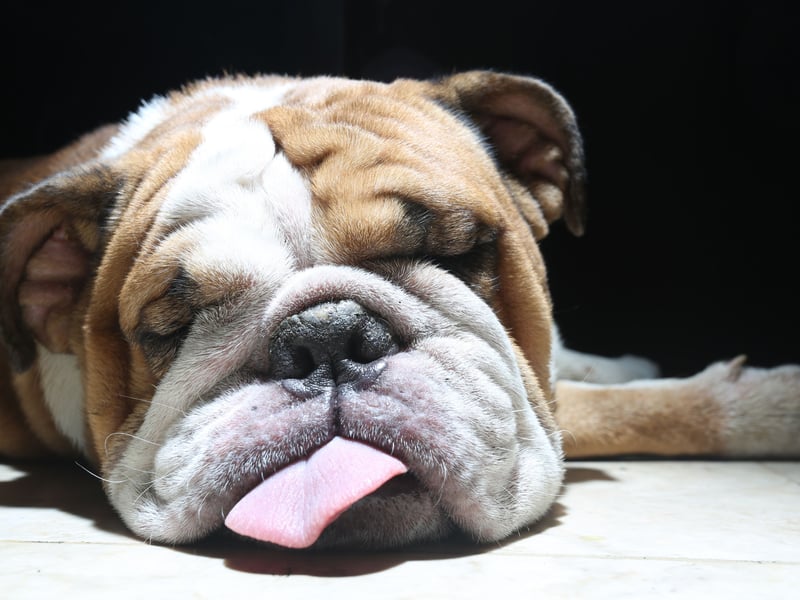 Perhaps the reason the gorgeous Bulldog appears so high on this list is that they are well known for being very lazy - preferring to curl up on the couch instead of running around being smart like a Labrador or Border Collie.