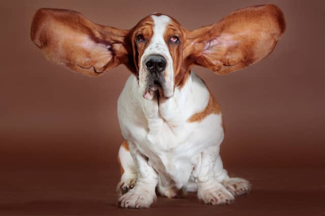 Some dogs are pretty much just as intelligent as they look...