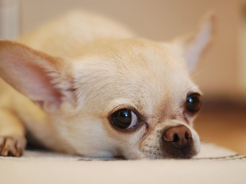 They say you can't teach an old dog new tricks, but they may as well add that you can't teach a Chihuahua...anything. The smallest dogs in the world are also one of the dumbest. Perhaps that's whey they seem so angry - they just don't understand anything.