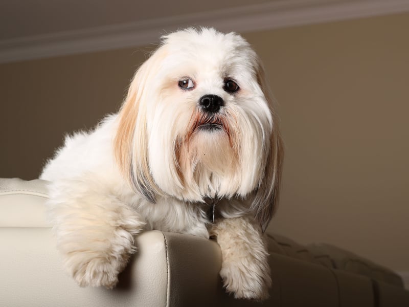 An ancient breed that has been around for over a thousand years, the Lhasa Apso comes from Tibet and were used as sentinels at palaces and monasteries located high in the Himalayan mountains. Remakably they are exactly as smart as they were ten centuries ago (not very).