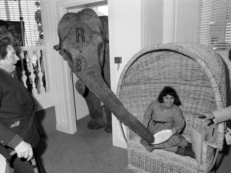 Maureen the Robert Brothers' circus elephant helps herself at the Raj Indian restaurant in Leith, March 1986.