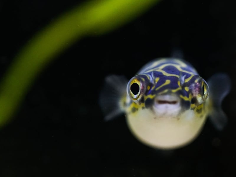The Pea, or Dwarf, Puffer is one of numerous species of Puffer Fish - and one particularly popular with aquarium owners. Some are tremendously toxic and all tend to display aggression to tank-buddies. Keep them away from other fish though and they make fascinating pets.