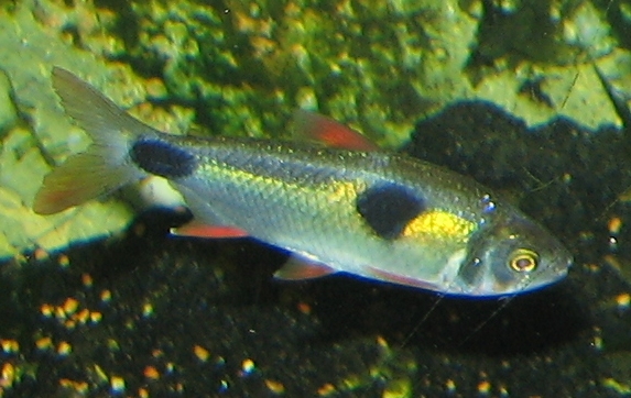 Most Tetras - like the much-loved Neon Tetra - are chilled and happy-go-lucky fish. The exception is the Bucktooth Tetra, which has the nasty habit of nibbling scales off other fish, leaving them open to potentially-fatal infections. If you want to keep these you'll probably not want any other species of fish in the tank.