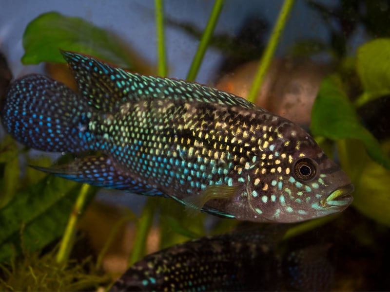 Originally from Central American countries like Mexico and Honduras, the Jack Dempsey Fish is named after a famous 1920s boxer thanks to its fearsome face and aggressive nature. Best kept alone in a tank, it's also important to provide them with somewhere to hide away.