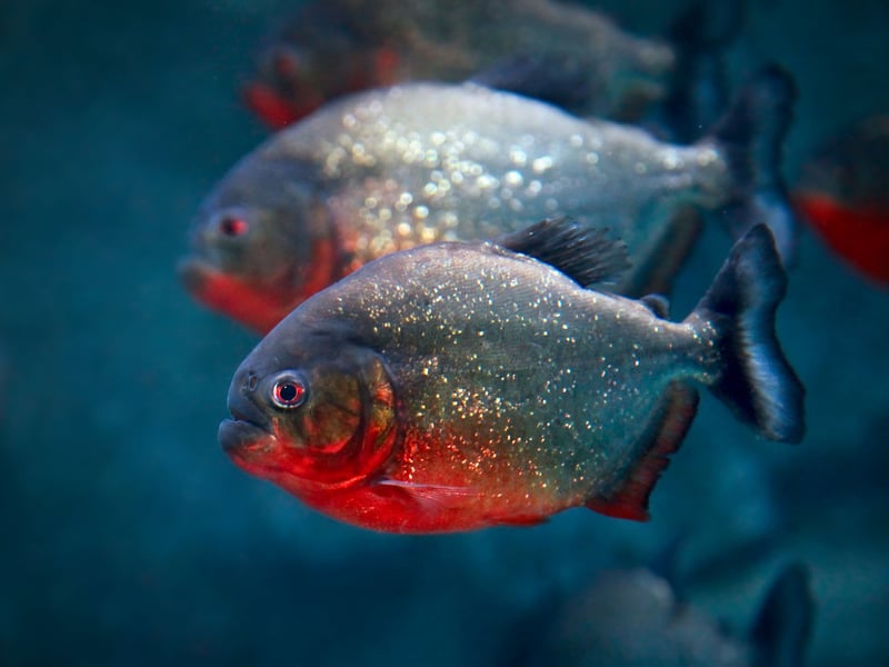 In news that will surprise nobody, the notorious Piranha isn't the sort of fish that mixes well with others. There are a number of different species which grow to different sizes, but all of them have razor-sharp teeth meaning you should also be careful where you put your fingers.