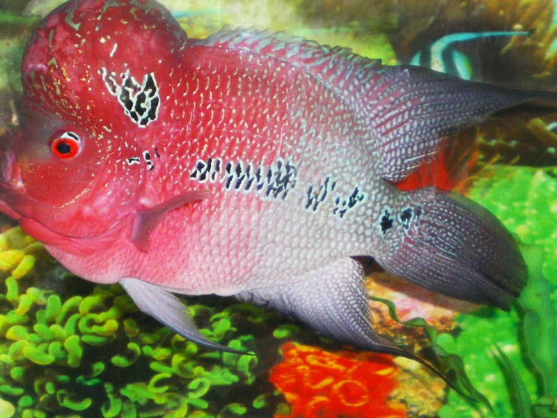 Originally from Southeast Asia, the Flowerhorn Cichlid is a stunning fish but its aggressive and territorial nature means they aren't suitable for community tanks. These are fish best kept on their own or with perhaps one other similarly-sized fish of the same species. Luckily they are so beautiful you might not want any other fish.