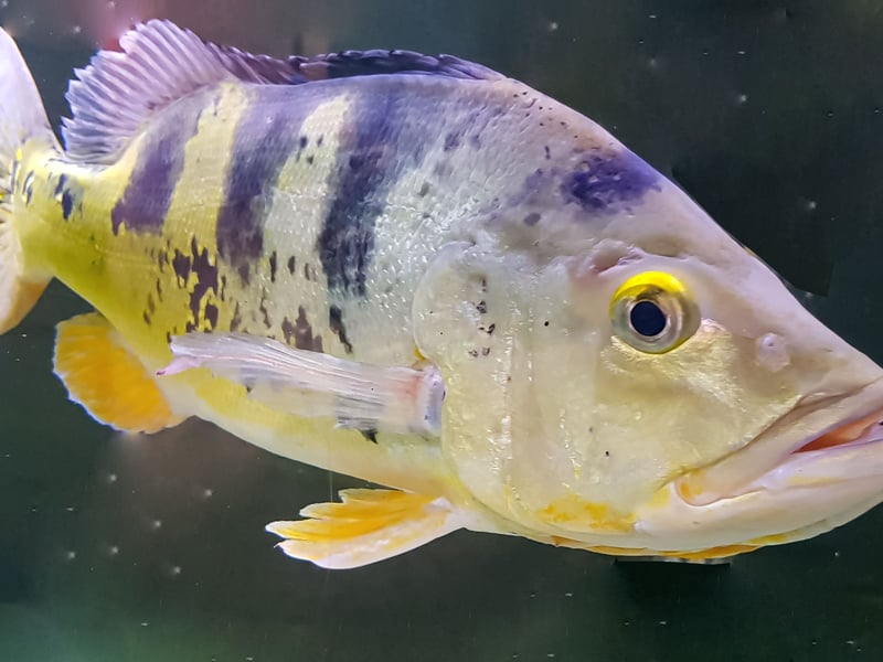 The Peacock Bass is a fish for serious aquariasts only - needing at least a 150 gallon tank. A predatory species, if they get peckish they'll eat pretty much anything put in front of them, including other Peacock Bass.