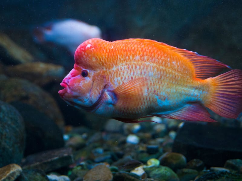 Not content with being aggressive to other fish, the Red Devil Cichlid is also known for attacking everything from tank decorations to plants. They are tremendously charismatic fish though and a joy to own - just don't expect them to have any finned friends.