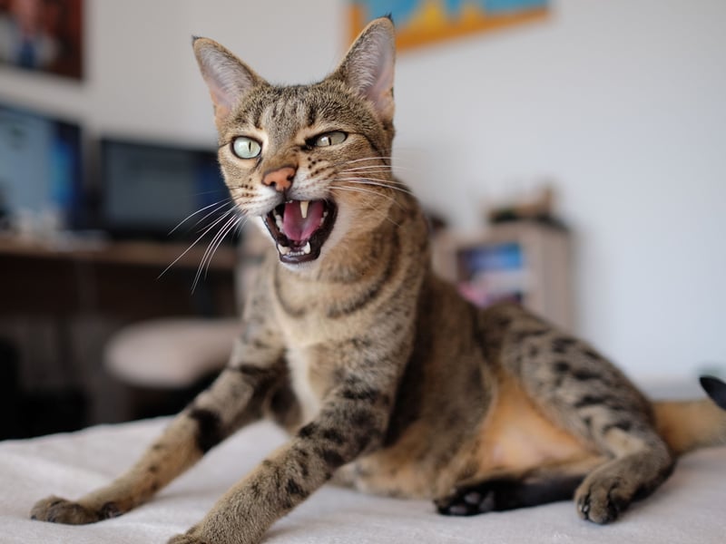 Originally created by crossing an African Serval and a domestic cat, Savannahs are large, active, and intelligent. Their striking spotted coats, tall ears, and long legs make them resemble wild cats. They are highly energetic and need lots of stimulation. Sadly the cross breeding can lead to unknowns about the temperament and behaviour of the cat and they can become aggressive and territorial which has been known to lead to the death of queens at mating or killing other cats in the neighbourhood if let outside to free roam. They can cost anything from £2,000 to £60,000 depending on their markings and lineage.