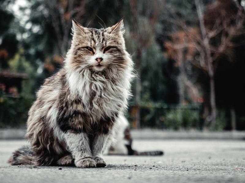 One of the largest domestic cat breeds, Maine Coons have thick, water-resistant fur and bushy tails. They are friendly, intelligent, and enjoy human interaction. Their thick coat requires regular grooming. Expect to pay from £1,000-£3,500.