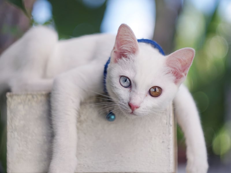 Known as the 'Diamond Eye' cat, Khao Manees are rare and prized for their pure white fur and striking blue or odd-colored eyes. They are affectionate and intelligent but not commonly found outside Thailand, making them expensive - prices start at around £5,000.