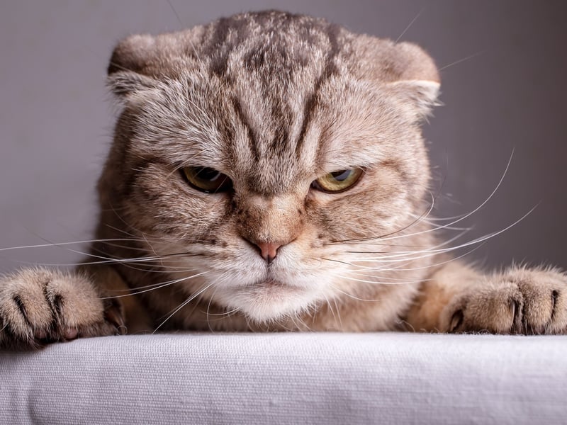 Recognizable by their folded ears, Scottish Folds have round faces and expressive eyes. Taylor Swift's cat breed of choice are affectionate and enjoy human companionship, however they are prone to joint problems due to a genetic mutation. Scottish Folds are not recognised by the Governing Council of the Cat Fancy (GCCF) for pedigree registration due to these welfare concerns. They cost around £2,000-£3,500.