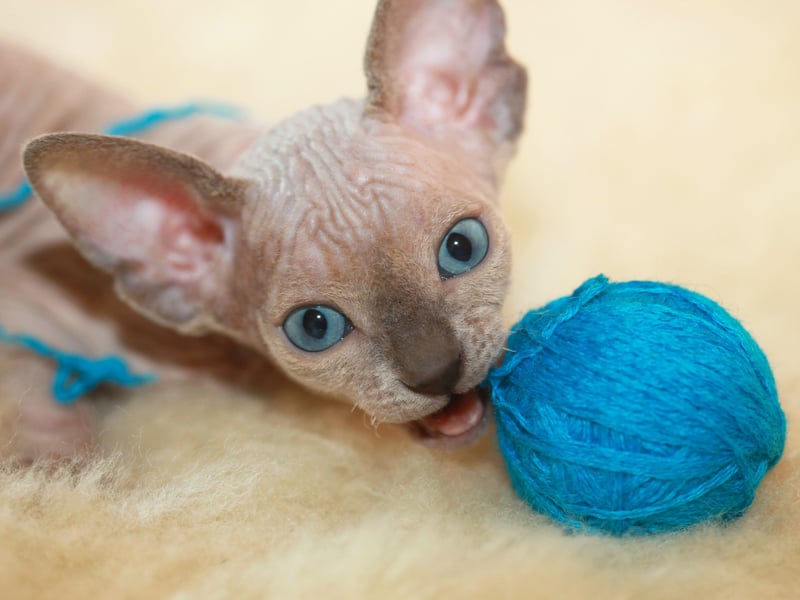 The Sphynx is a hairless breed known for its wrinkled skin and high energy levels. Despite being hairless, they require regular bathing to remove oils from their skin. They are affectionate, playful, and love attention. They cost around £1,500-£3,000. Sadly the lack of hair can cause health problems, including skin infections, sunburn and a lack of insulation.  